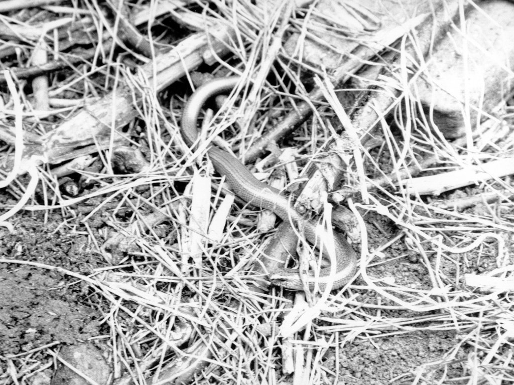 Slow Worm On Allotment